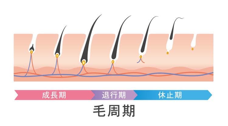 毛周期