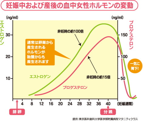 妊娠中および産後の血中女性ホルモンの変動　グラフ画像